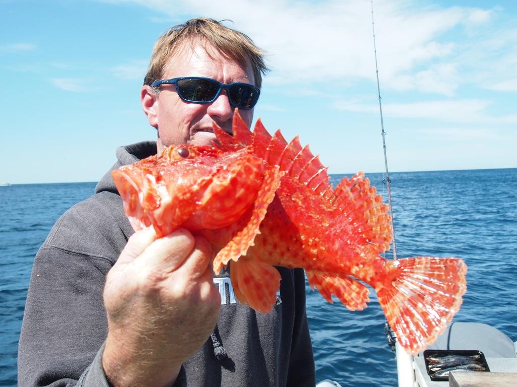 The red rock cod was caught while jigging  with soft plastics in 22 metres of water off Maroubra, Sydney © Gary Brown
